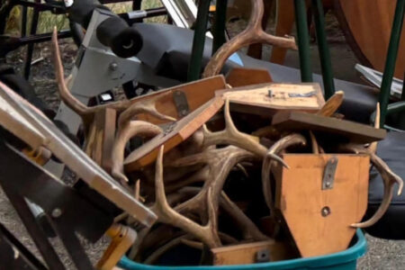 Grieving local woman seeks return of antlers due to their sentimental value