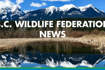 BCWF: Grizzly conflicts are bound to keep rising