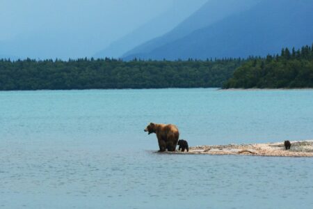 Op/Ed:  Calls to bring back grizzly hunt are not based on science