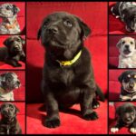 K.A.A.P.'s Adorable Adoptables