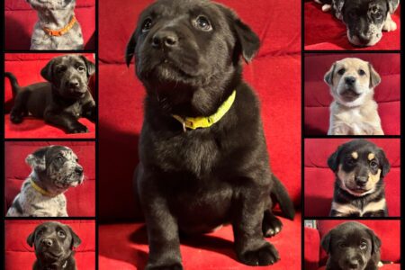 K.A.A.P.'s Adorable Adoptables