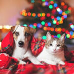 BC SPCA: Holiday hazards 101: Six tips to keep your pet safe this winter