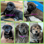 K.A.A.P's Cocktail Puppies need forever home