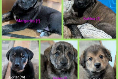 K.A.A.P's Cocktail Puppies need forever home