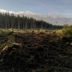 Editorial: Clear-cutting forests, losing water.