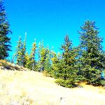 SRRAC defeats two court challenges by WHY after winning an injunction