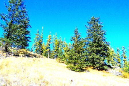 SRRAC defeats two court challenges by WHY after winning an injunction