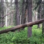 Non-replaceable forestry license for hard-to-access or fire/pest-damaged wood