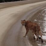Banning breeding, future ownership of exotic cats