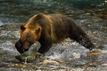 BC SPCA’s annual Wildlife-in-Focus photography contest launches