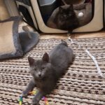 BC SPCA: Foster homes desperately needed for BC SPCA West Kootenay