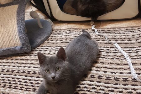 BC SPCA: Foster homes desperately needed for BC SPCA West Kootenay
