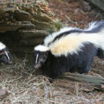 Skunk in the Kootenay Lake region tests positive for rabies