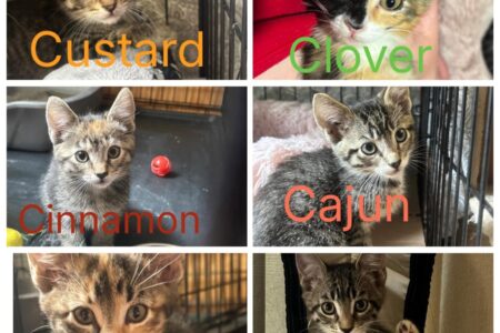 K.A.A.P.'s adorable adoptables: Cookie's Crumbles