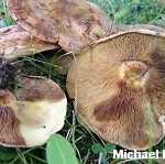 Health warning issued for mushrooms sold in Harrop due to possible misidentification