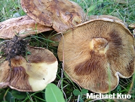 Health warning issued for mushrooms sold in Harrop due to possible misidentification